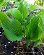 Hosta " Valley's Red Scorpion "