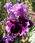 ����  Volshebnik Zemnomoria 