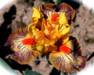 ���� VALEDICTORIAN