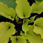 Hosta 'Valley's Pavlova "
