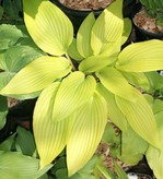 Hosta " "Valley�s Liquid Gold