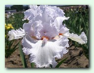 ���� Vanilla Frape (������� �����)