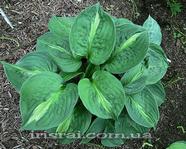  Hosta 'Victor'
