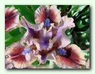 Vechori na Khutori (������ �� ����в)