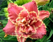 �������� VENETIAN FRINGE 