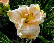 Victirian Lace (��������� ����)