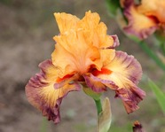 ���� Victory Chant