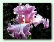 ���� Viena Walts (������� �����)