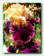 ���� Viking Dancer (������ ������)