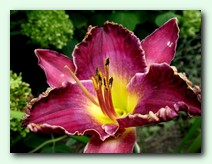 Viking Magic (������� ������)