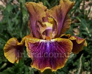 ���� Vintage Vibe