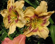 Violet Explosion (������ ���������)