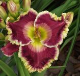 �������� VIOLET LIGHT