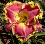 ��������  "Vivacious Spirit"