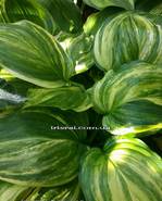 Hosta "WILLIAM LACHMAN"
