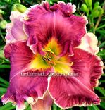 ��������  " WESTSIDE "