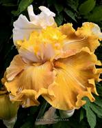 ���� WHY BE NORMAL 