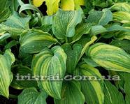 Hosta "Wonderful Life" 