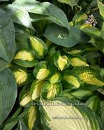 Hosta 'Warwick Comet'