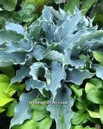 Hosta 'Waterslide'