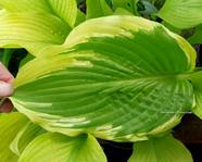 Hosta " Wave Runner "