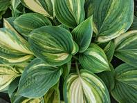 Hosta ' Well Shaked '
