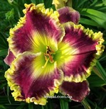 ��������  " When Royals Dream "