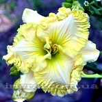 �������� WHITE WIZARD