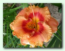 Wild Mustang (����� �������)