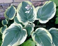 Hosta Wildest Dreams