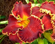 �������� "Willie Markus"