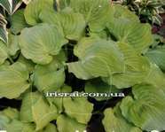 Hosta ' Wizard's Illusion '