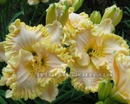 �������� WONDER OF IT ALL