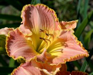 �������� Wren's Song