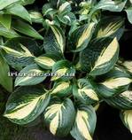 Hosta 'X-Cellent'