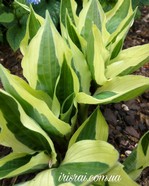 Hosta 'Yellow Polka Dot Bikini'
