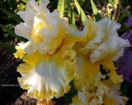 ���� YOURS TRULY