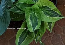 Hosta "Yap Yum"