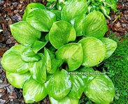 Hosta You're So Vein