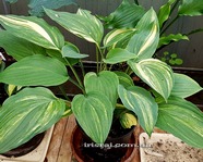 Hosta Zig Zag