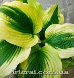Hosta"Afterglow"