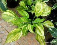 Hosta Blizzard