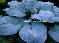 Hosta ''Blueberry Waffles''