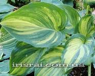  Hosta  "Best in Town"