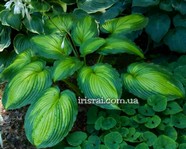 Hosta Continental Divide