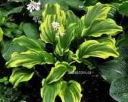 Hosta Ebb Tide