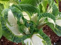 Hosta "Hans"