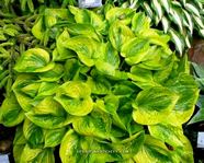 Hosta  "Hawkeye"
