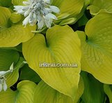  Hosta ' I Dream of Jeanne '