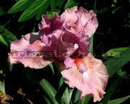 ���� ����